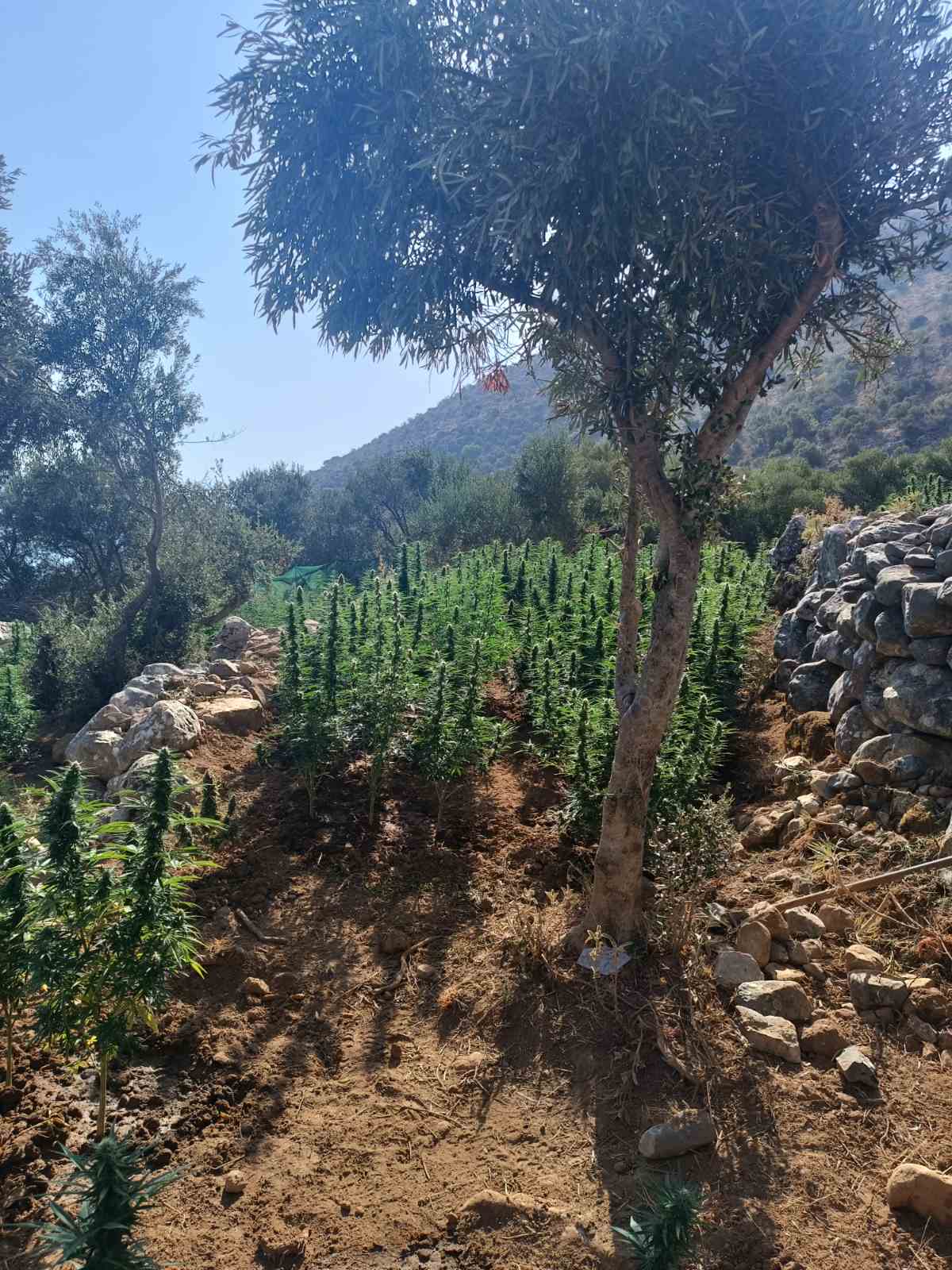 31.8.2025-lakonia-fyteia-sillipseis_3.jpg