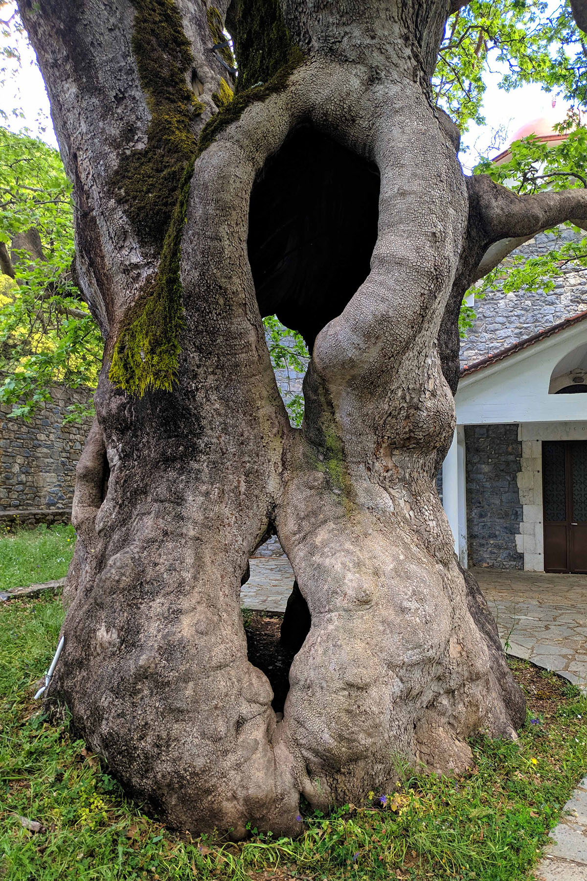 platanos2.jpg