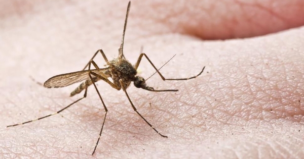 Η χώρα που δεν έχει κουνούπια...