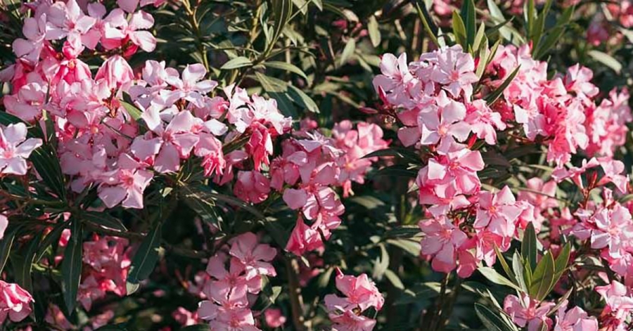 Διχάζει η οδηγία για την απομάκρυνση της πικροδάφνης από σχολεία, παιδικές χαρές, πλατείες