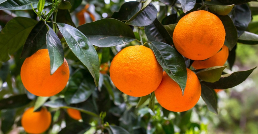 Πορτοκάλια: Που είναι οι τιμές, ξεκίνησαν οι καλλιεργητικές εργασίες, προβλέψεις παγκόσμιας παραγωγής και εξαγωγών