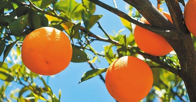 Τελειώματα τα Ορτανίκ ξεκίνησαν τα Βαλέντσια στην Λακωνία, που κυμαίνονται οι τιμές