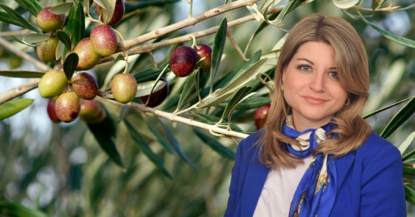 Ν. Γρηγοράκου: «Κίνδυνος απένταξης και απώλειας κοινοτικών πόρων για τους Έλληνες ελαιοπαραγωγούς»