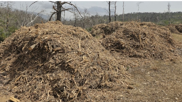 Καθαρισμός οικοπέδων: Ανακοινώθηκε παράταση στην προθεσμία