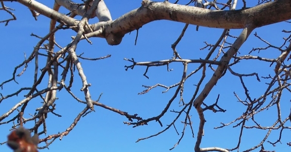 Υποβολή δηλώσεων ζημιάς στον ΕΛΓΑ στη καλλιέργεια ΚΑΡΥΔΙΕΣ στις ΔΕ ΚΑΡΥΩΝ και ΟΙΝΟΥΝΤΟΣ