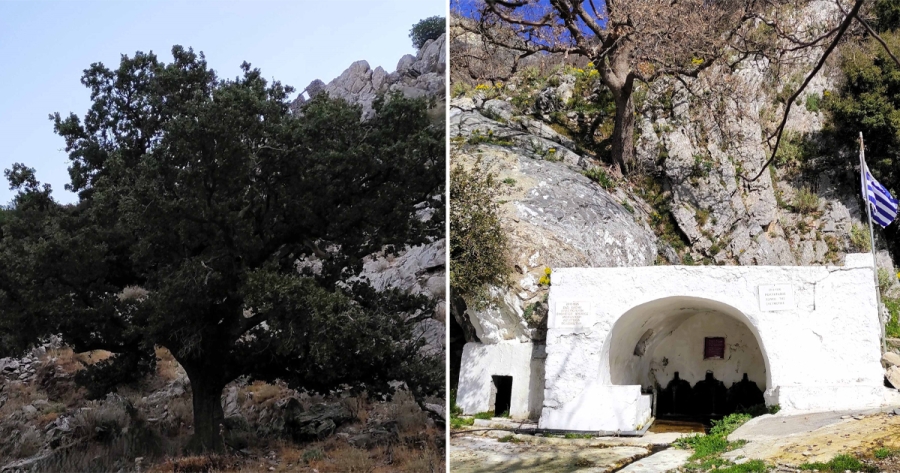 Η Ιερή Βελανιδιά της Μάνης εντάσσεται στο Δίκτυο Αιωνόβιων Δέντρων Ελληνικής Επανάστασης