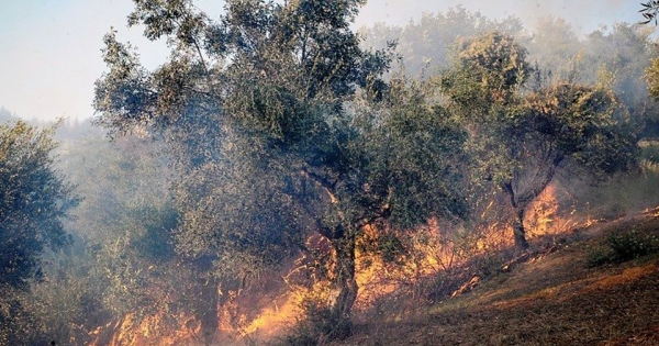 Δήμος Μονεμβασίας: Υψηλός κίνδυνος πυρκαγιάς για αύριο Παρασκευή 14 Ιουλίου