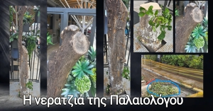 Η νερατζιά της Σπάρτης... Ποιος την έκοψε και γιατί