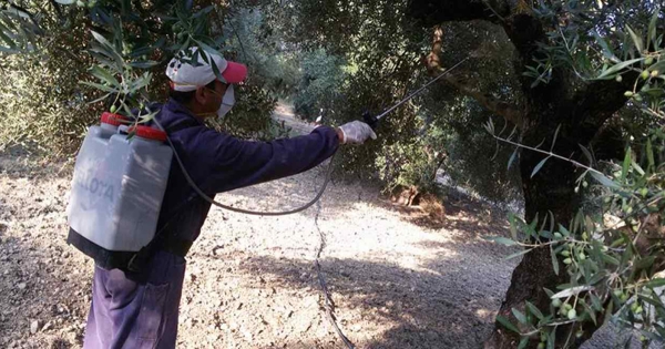 Πρόγραμμα ψεκασμών δακοκτονίας στο Δήμο Ευρώτα