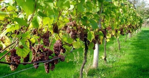 ΔΑΟΚ Λακωνίας: Πρόγραμμα Αναδιάρθρωσης και Μετατροπής Αμπελώνων περιόδου 2024-2025