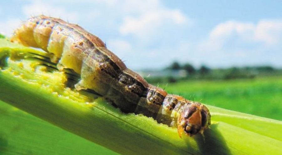 ΔΑΟΚ Λακωνίας: Σχέδιο δράσης για την καταπολέμηση του εντόμου Spodoptera frugiperda