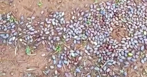 Την Τρίτη 31 Δεκεμβρίου η αυτοψία του ΕΛΓΑ της ζημιάς από την πτώση ελαιοκάρπου