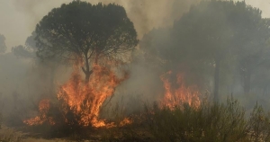 Πυρκαγιά σε δασική έκταση στην περιοχή Βαχός Λακωνίας