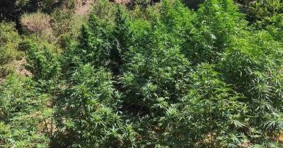 Σπάρτη: Συνελήφθη 68χρονος για καλλιέργεια κάνναβης – Εντοπίστηκαν 40 δενδρύλλια σε δύσβατη περιοχή