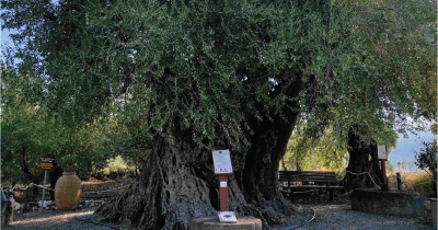Τελετή αποκαλυπτηρίων της σήμανσης ένταξης της Ελιάς Απιδέας στο Δίκτυο Αιώνιων Δέντρων Ελληνικής Επανάστασης