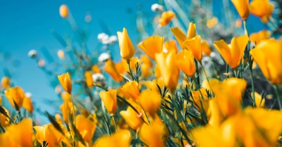 «Μπαίνει» σήμερα, 20 Μαρτίου και επίσημα η άνοιξη - Ο λόγος