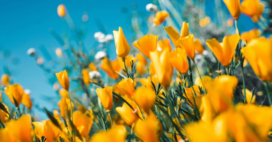 «Μπαίνει» σήμερα, 20 Μαρτίου και επίσημα η άνοιξη - Ο λόγος