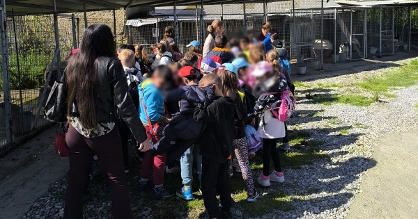 Παγκόσμια Ημέρα Αδέσποτων Ζώων: Μια Ευκαιρία για Αναγνώριση και Ευγνωμοσύνη