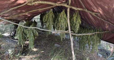 Φυτεία 330 δενδρυλλίων κάνναβης εντοπίσθηκε στην Αχαΐα