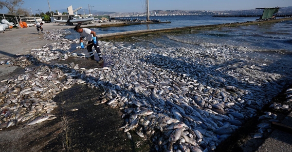 Γιατί πεθαίνουν εκατομμύρια ψάρια στο Αιγαίο;