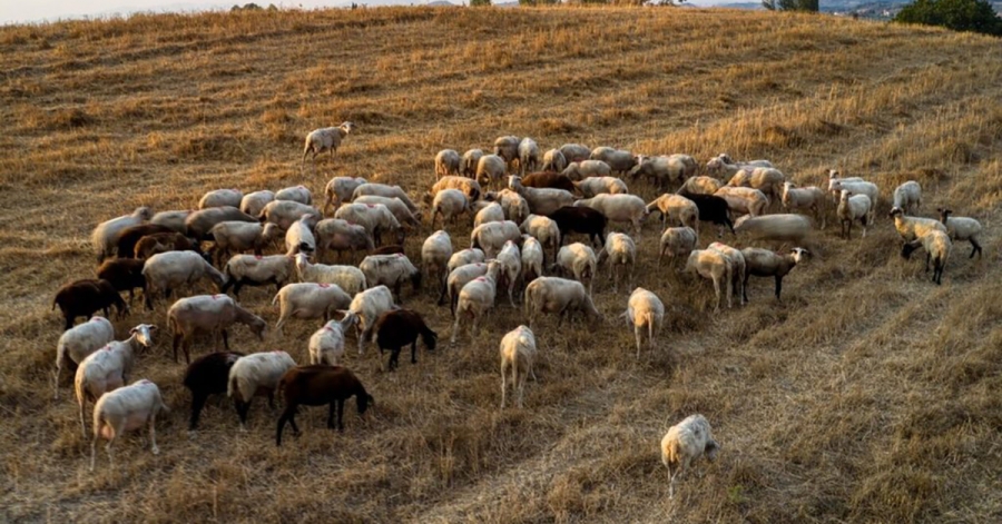 Κρούσμα ευλογιάς αιγοπροβάτων στην Αργολίδα – Άμεσα μέτρα από την Περιφέρεια Πελοποννήσου