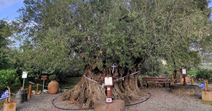 Η Γηραιότερη Ελιά της Πελοποννήσου εορτάζει την Παγκόσμια Ημέρα Ελιάς