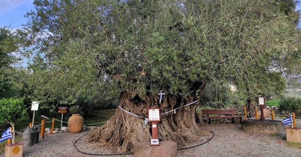 Η Γηραιότερη Ελιά της Πελοποννήσου εορτάζει την Παγκόσμια Ημέρα Ελιάς