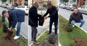 Ένα άρωμα ανανέωσης στη Σπάρτη - Φύτεψη τριανταφυλλιών στους κεντρικούς δρόμους με πρωτοβουλία του Δήμου