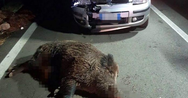 Ατύχημα με ζώο – Τι πρέπει να κάνω - Λαμβάνω αποζημίωση ;