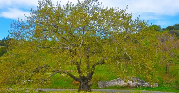 Ένταξη δυο μνημειακών δέντρων της Αρκαδίας στο Δίκτυο Αιωνόβιων Δέντρων Ελληνικής Επανάστασης