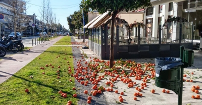 Ξεκίνησε η πρώτη φάση αποκομιδής νεραντζιών από παρτέρια και πεζοδρόμια κεντρικών δρόμων της πόλης