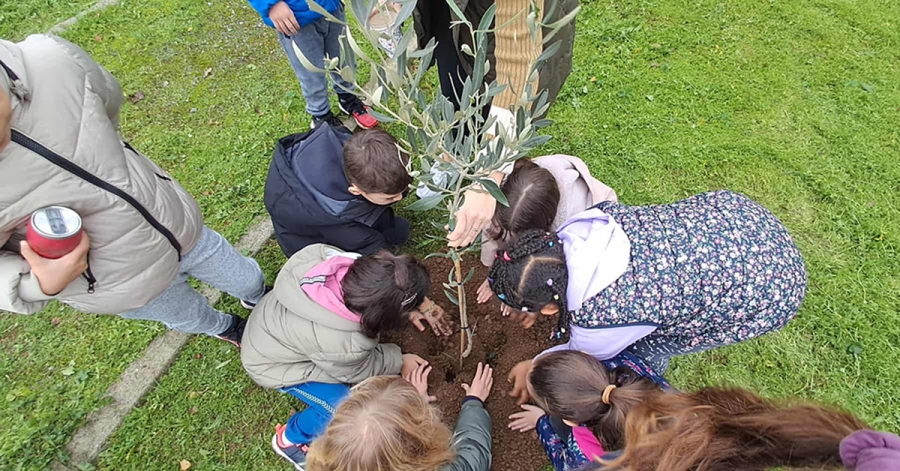 Σπάρτη: Με κυκλάμινα και ελιές δίνουμε χρώμα και περισσότερο πράσινο στο Πάρκο Γουδέ