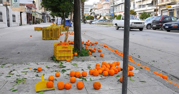 Ολοκληρώθηκε η συλλογή νεραντζιών από τους δρόμους της Σπάρτης