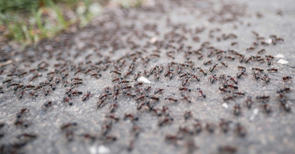 Πώς να αποφύγετε τα μυρμήγκια στο σπίτι