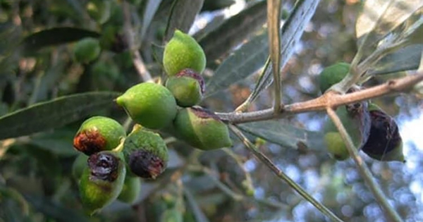 Ελιά: Ασθένειες και εχθροί