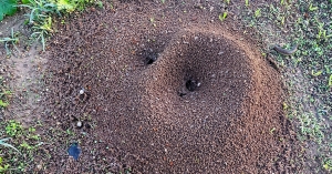 Γράφει ο Β. Μητράκος: Μια μυρμηγκοφωλιά