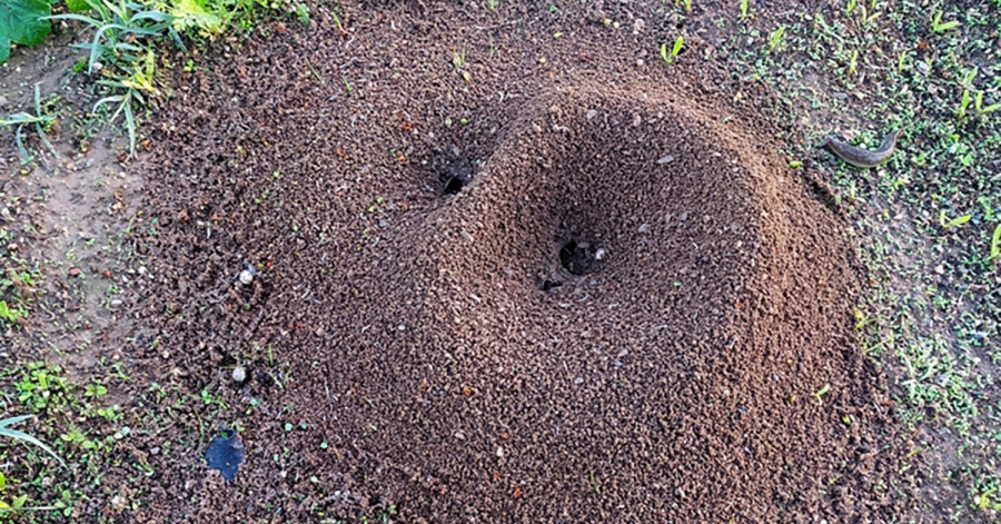 Γράφει ο Β. Μητράκος: Μια μυρμηγκοφωλιά