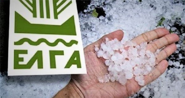 Αναγγελία ζημίας από χαλάζι στις Γούβες του Δήμου Ευρώτα