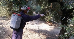 Ξεκινά ο δεύτερος δολωματικός ψεκασμός για τον δάκο σε Δαφνί και Κροκεές