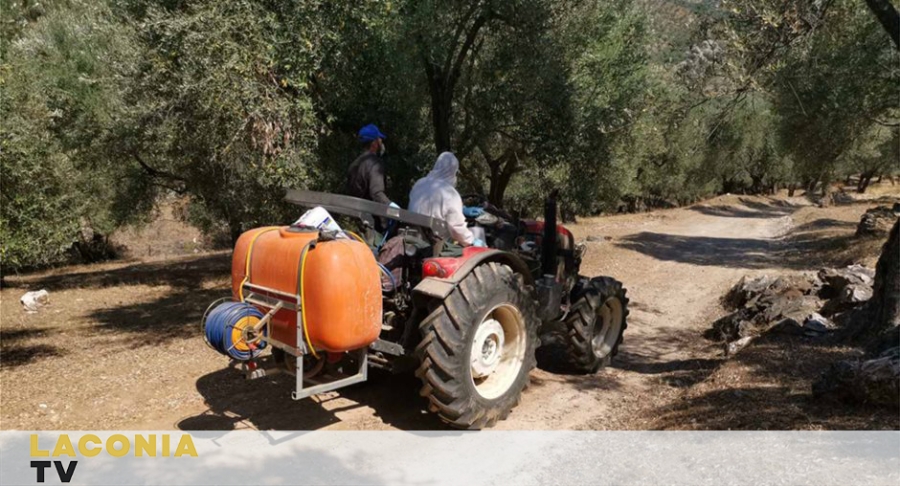 ΛΑΚΩΝΙΑ | Κηρύχθηκε έκπτωτος ανάδοχος για την δακοκτονία