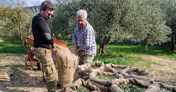 Μάστιγα φέτος οι κλοπές ελιών λόγω υψηλών τιμών ελαιολάδου και βρώσιμων