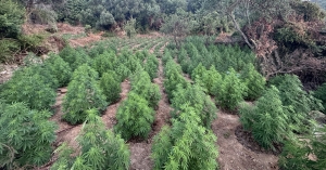Εντοπίστηκε φυτεία με 1.532 δενδρύλλια κάνναβης στη Μεσσηνία – Δύο συλλήψεις