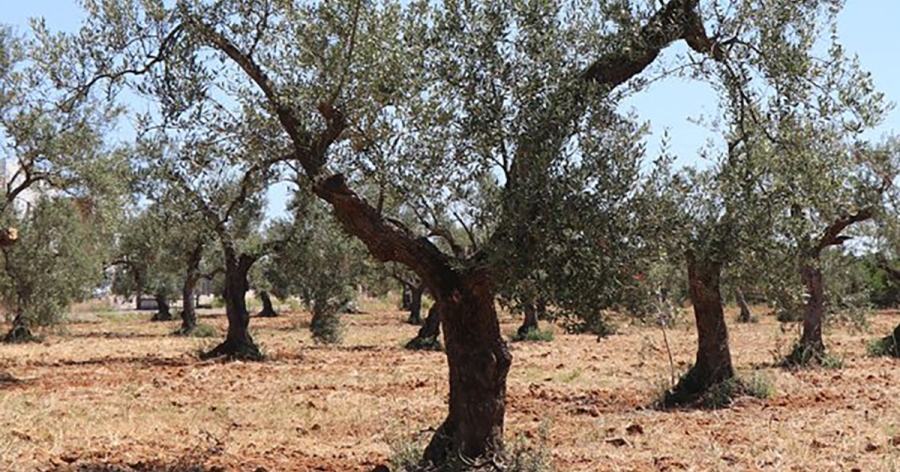 Λακωνία: Ενημέρωση ελαιοπαραγωγών σχετικά με την υποχρεωτική υποβολή δήλωσης συγκομιδής