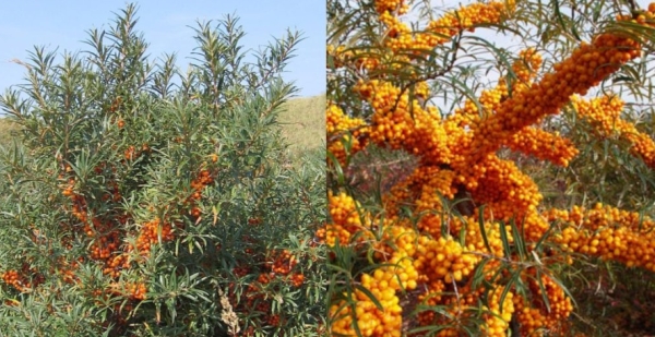 Το ξεχασμένο αρχαίο βότανο που αδυνατίζει, κλείνει πληγές, ρυθμίζει ζάχαρο, αλλά το τρώνε ελάχιστοι