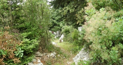 Χιονοβούνι Μονεμβάσιας | Ένα βουνό με μεγάλα ελατοδάση που προσφέρεται για πολύ όμορφες πεζοπορίες