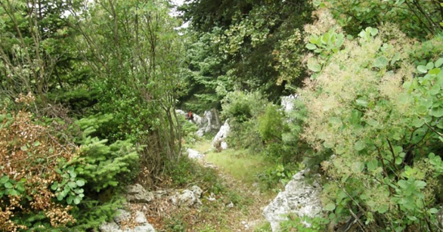 Χιονοβούνι Μονεμβάσιας |  Ένα βουνό με μεγάλα ελατοδάση που προσφέρεται για πολύ όμορφες πεζοπορίες