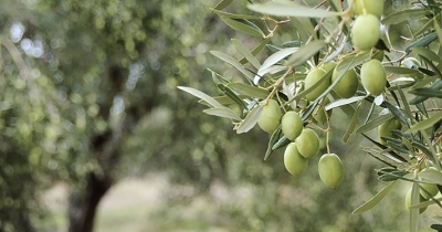 Το ΥπΑΑΤ έδωσε κατά παρέκκλιση άδεια διάθεσης σε εντομοκτόνο κατά του δάκου