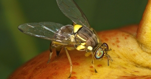 ΔΑΟΚ Λακωνίας: Ενημέρωση για την κατάσταση του επιβλαβούς οργανισμού καραντίνας Bactrocera zonata