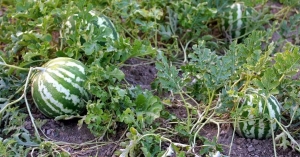 Ηλεία: Αγριογούρουνα έφαγαν εν μία νυκτί δύο τόνους καρπούζια