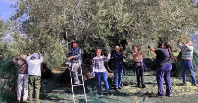 Εντυπωσιακό: Ελαιόλαδο από ελιά 2.000 ετών στην Απιδέα – Υπεραιωνόβια ποιότητα και θρεπτική αξία